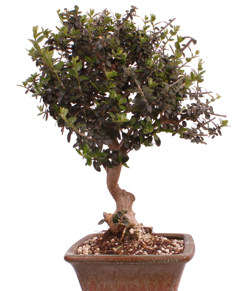 Bonsai - Olea europaea Sylvestris - Wild-Olive 228/03