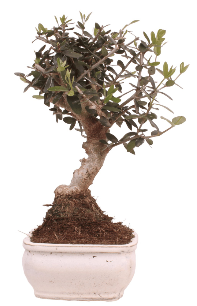 Preview: Bonsai - Olea europaea Sylvestris - Wild-Olive 228/04