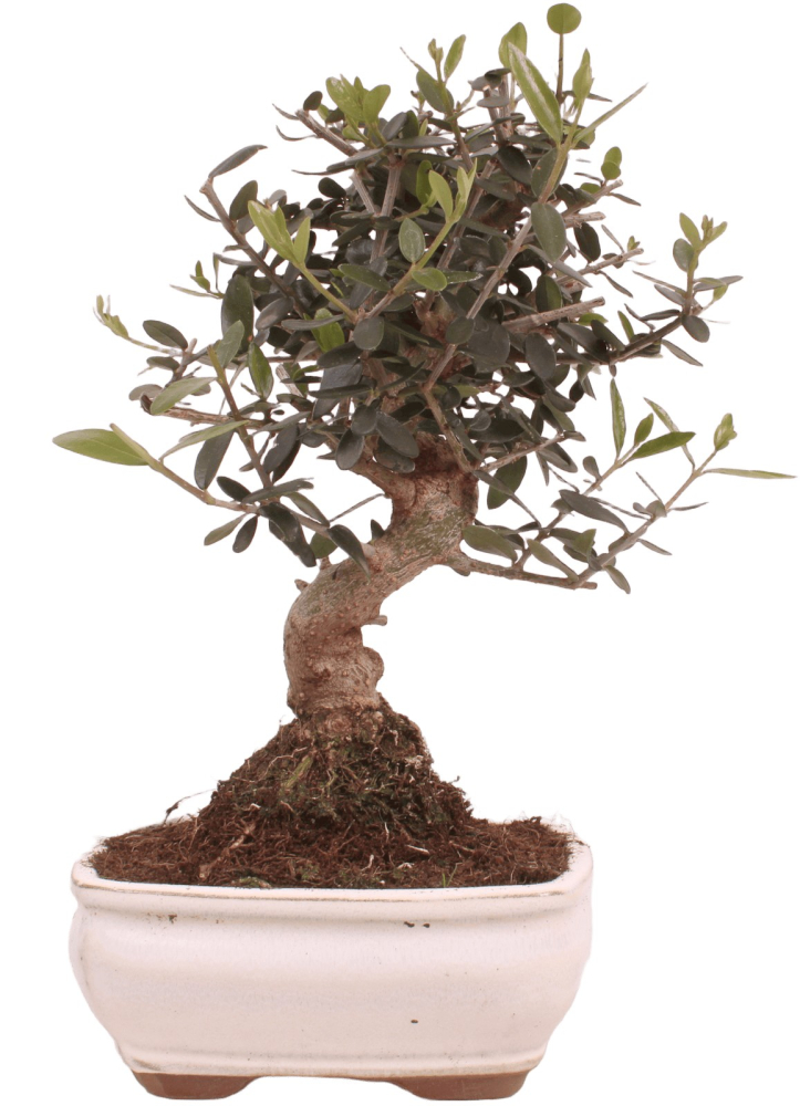 Preview: Bonsai - Olea europaea Sylvestris - Wild-Olive 228/04