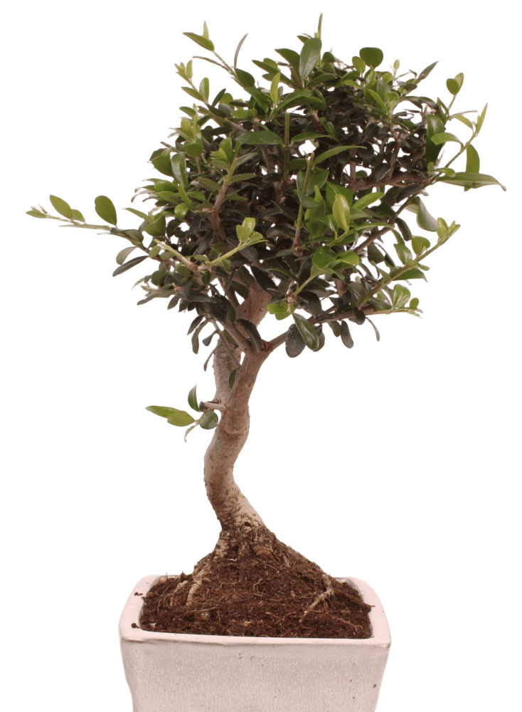 Preview: Bonsai - Olea europaea Sylvestris - Wild-Olive 228/05