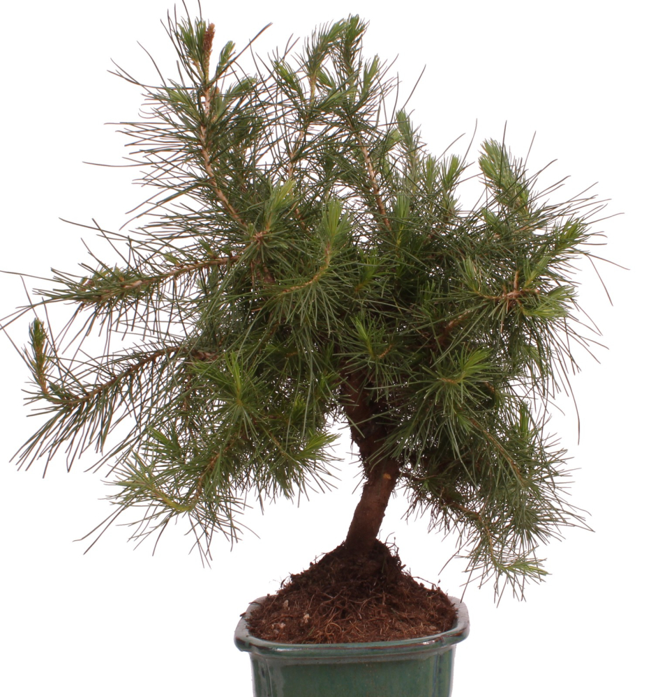 Preview: Bonsai - Pinus halepensis - Aleppo Kiefer 228/06