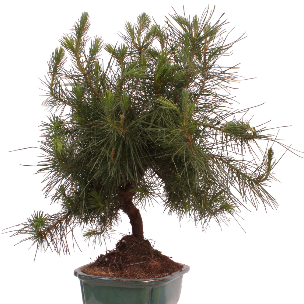 Preview: Bonsai - Pinus halepensis - Aleppo Kiefer 228/06