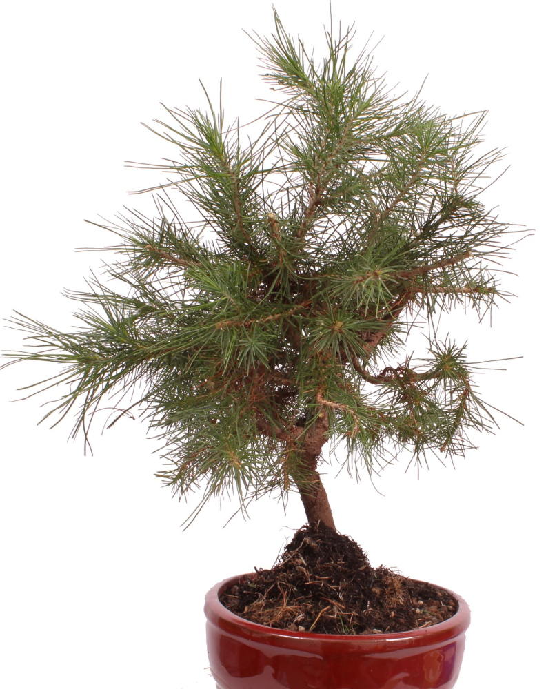 Preview: Bonsai - Pinus halepensis - Aleppo Kiefer 228/06