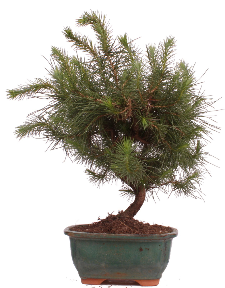 Bonsai - Pinus halepensis - Aleppo Kiefer 228/07