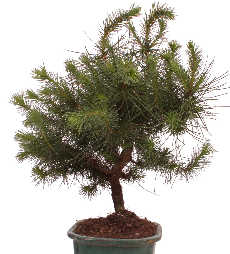 Preview: Bonsai - Pinus halepensis - Aleppo Kiefer 228/07