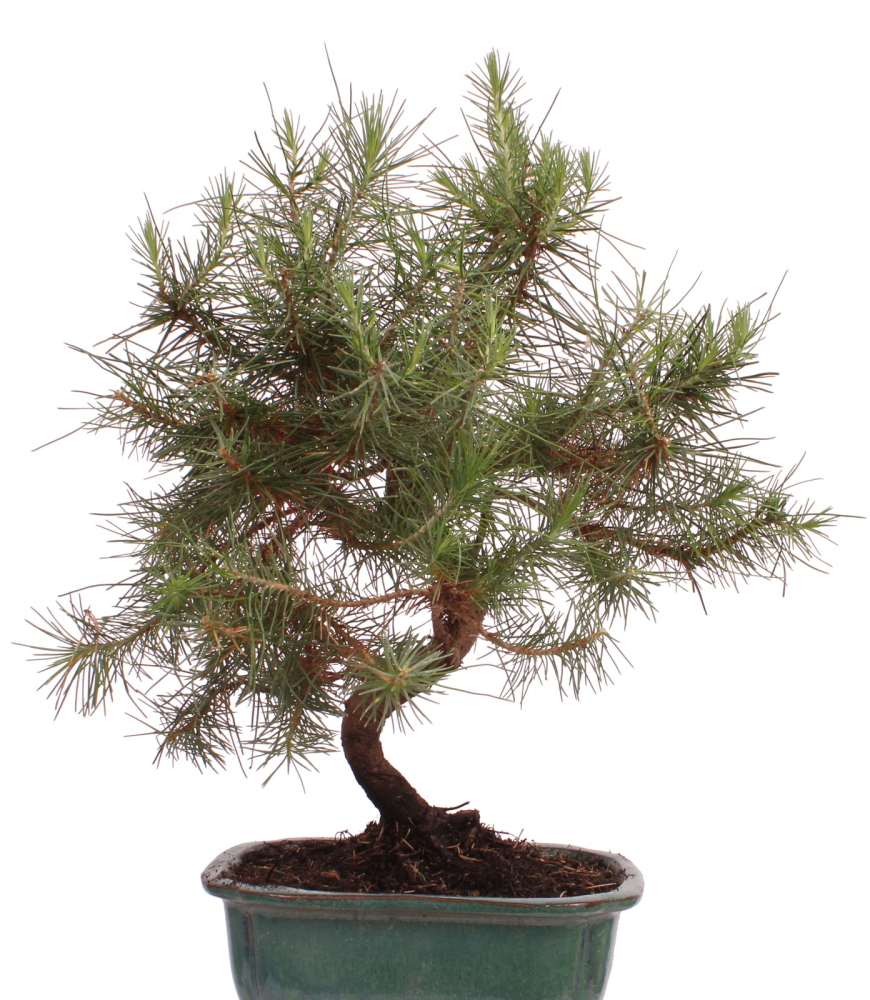 Bonsai - Pinus halepensis - Aleppo Kiefer 228/07
