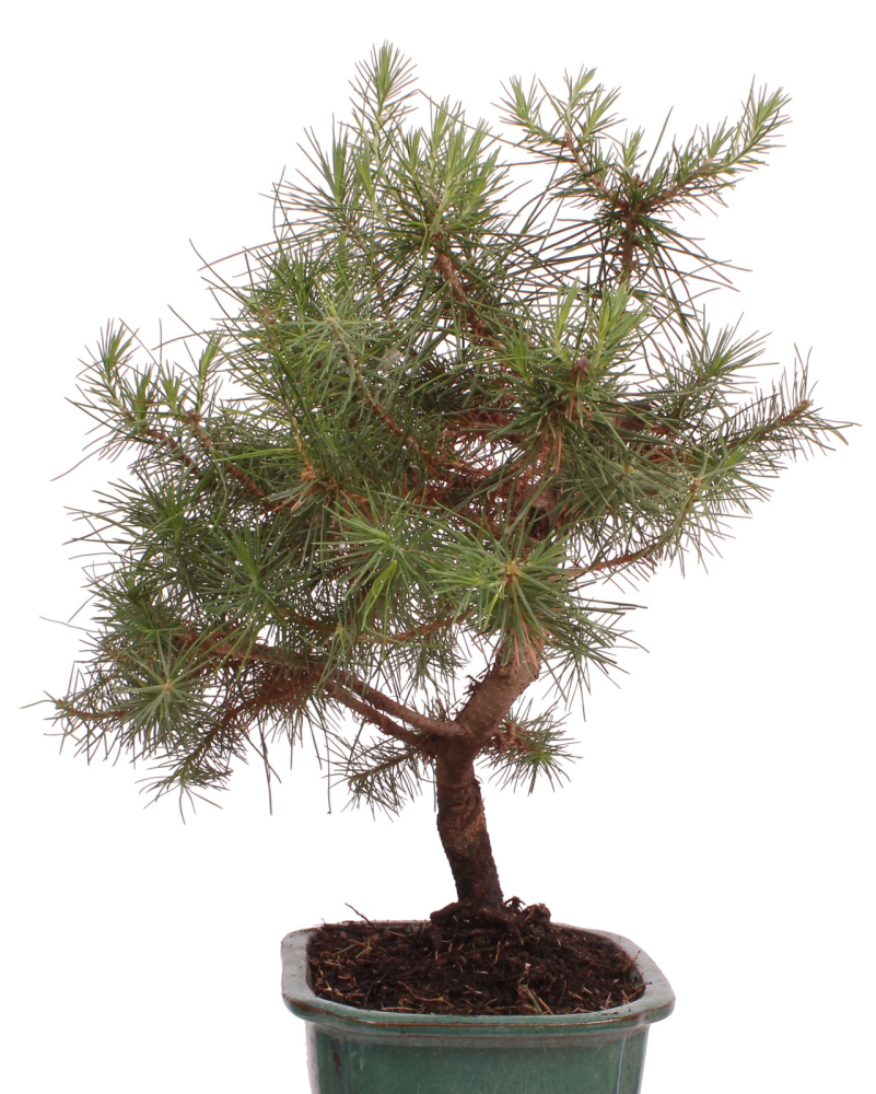 Bonsai - Pinus halepensis - Aleppo Kiefer 228/07