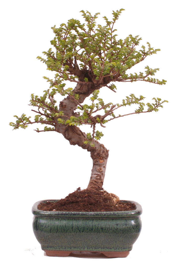 Bonsai - Ulmus parvifolia 'Seiju' - Chinesische Ulme - sehr kleine Blätter 228/10
