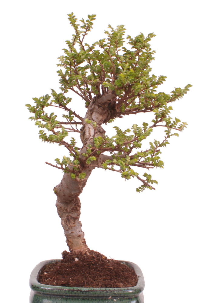 Preview: Bonsai - Ulmus parvifolia 'Seiju' - Chinesische Ulme - sehr kleine Blätter 228/10