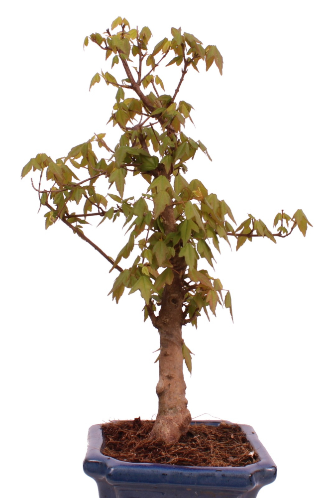 Preview: Bonsai - Acer buergerianum - Dreispitzahorn 228/12