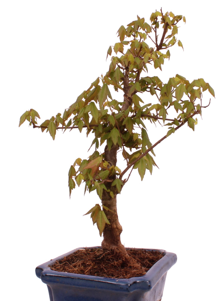 Preview: Bonsai - Acer buergerianum - Dreispitzahorn 228/12