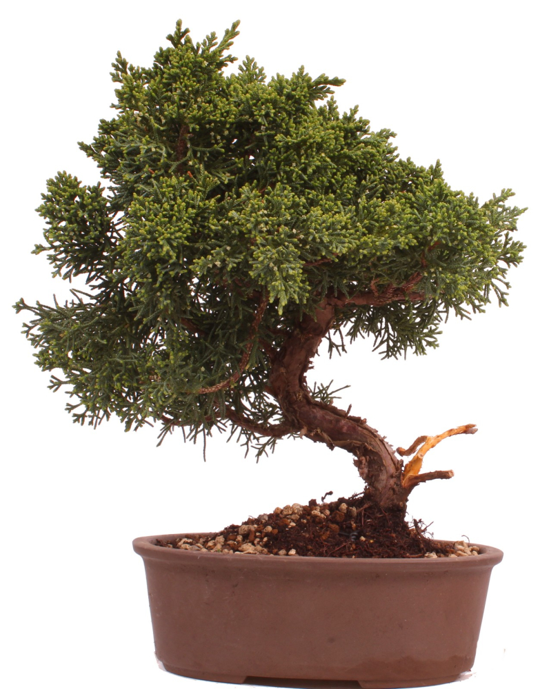 Bonsai - Juniperus chinensis 'Kyushu', Chinesischer Wacholder 228/13