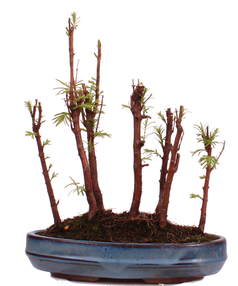 Bonsai - Metasequoia glyptostroboides Urweltmammutbaum Wald mit 7 Bäumen 228/17