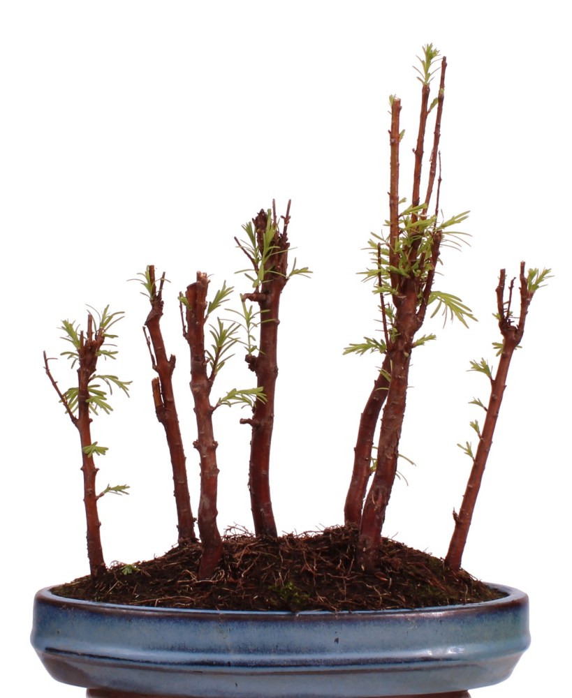 Preview: Bonsai - Metasequoia glyptostroboides Urweltmammutbaum Wald mit 7 Bäumen 228/17