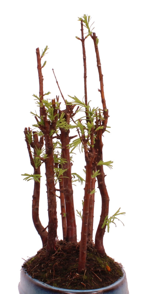 Preview: Bonsai - Metasequoia glyptostroboides Urweltmammutbaum Wald mit 7 Bäumen 228/17