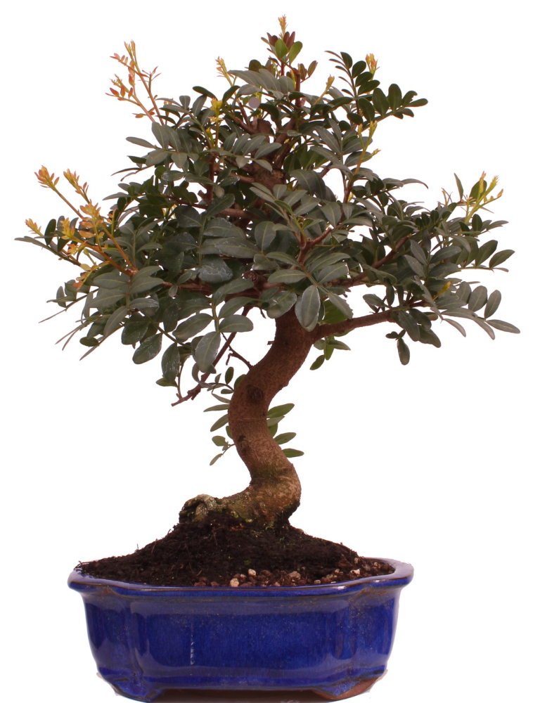 Bonsai - Pistacia lentiscus - Pistazie 228/18