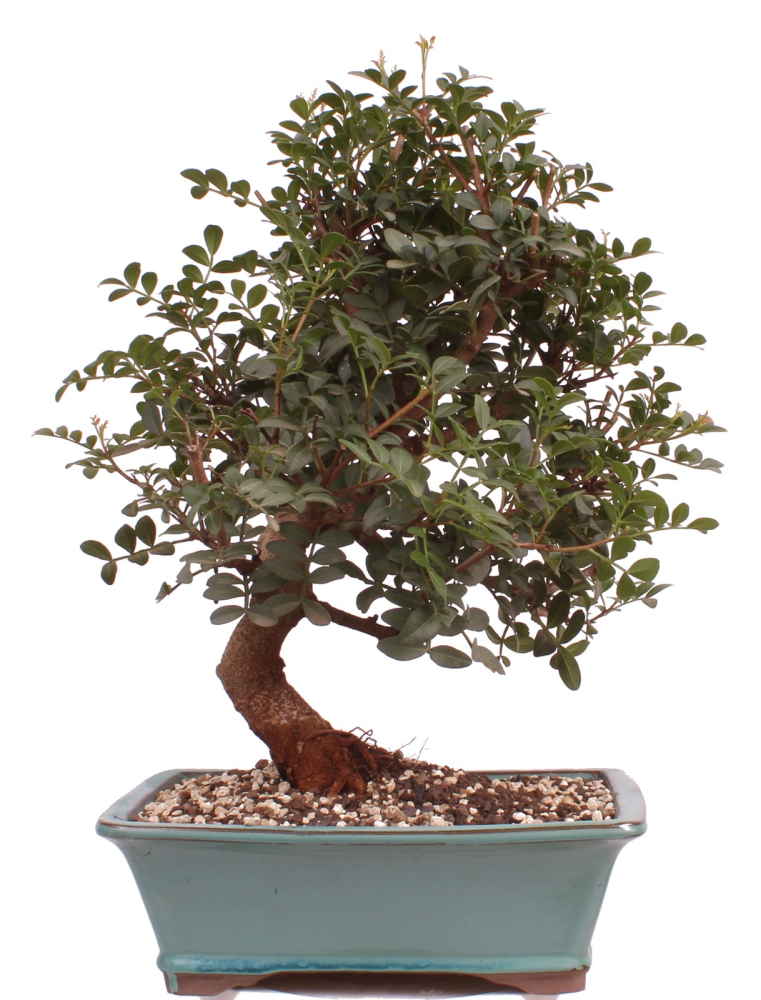 Preview: Bonsai - Pistacia lentiscus - Pistazie 228/19