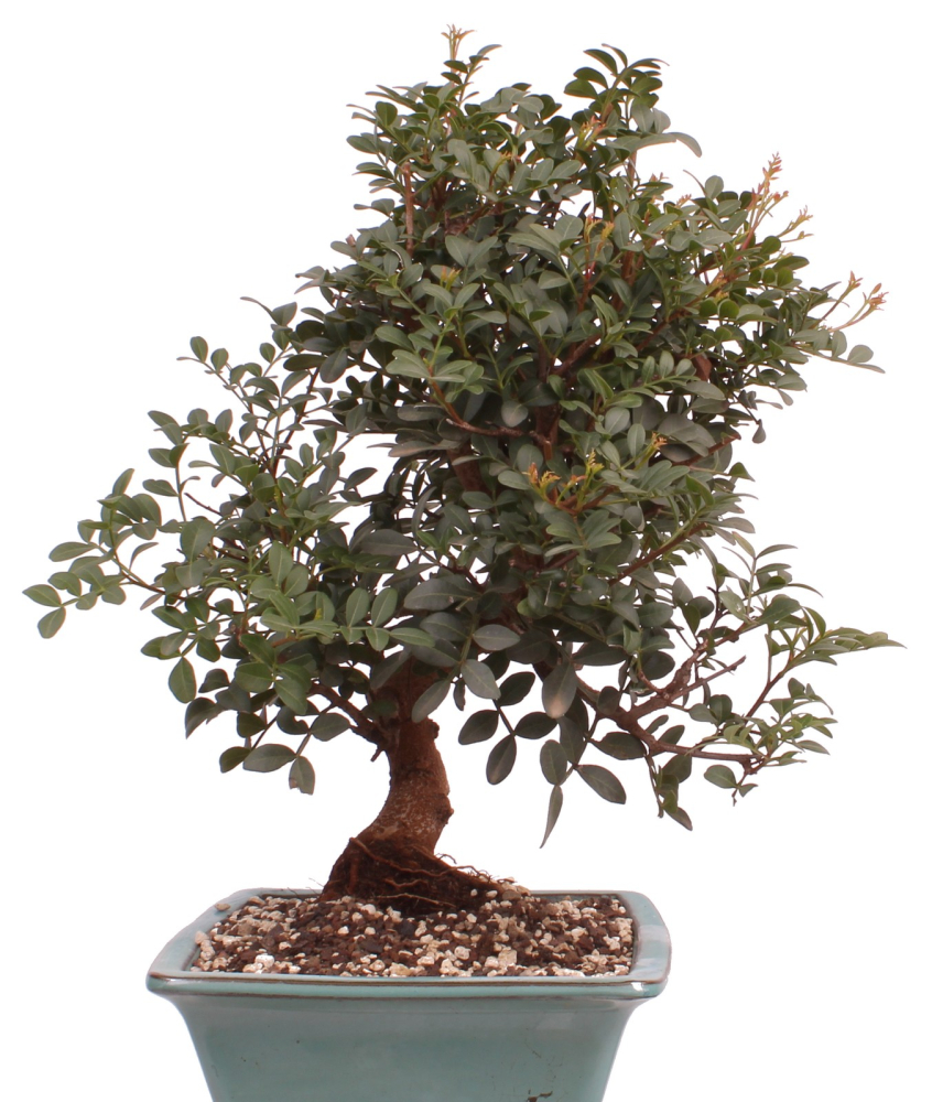 Preview: Bonsai - Pistacia lentiscus - Pistazie 228/19