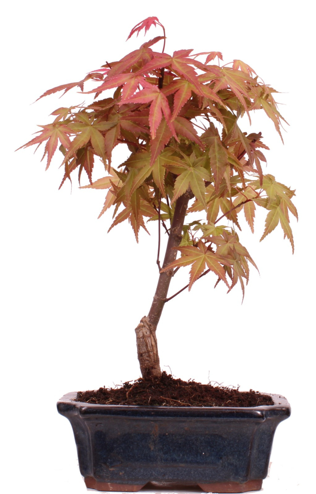 Bonsai - Acer palmatum Deshojo - roter Fächerahorn 228/21