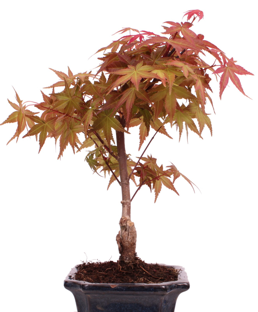 Bonsai - Acer palmatum Deshojo - roter Fächerahorn 228/21