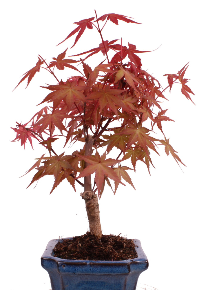 Preview: Bonsai - Acer palmatum Deshojo - roter Fächerahorn 228/24
