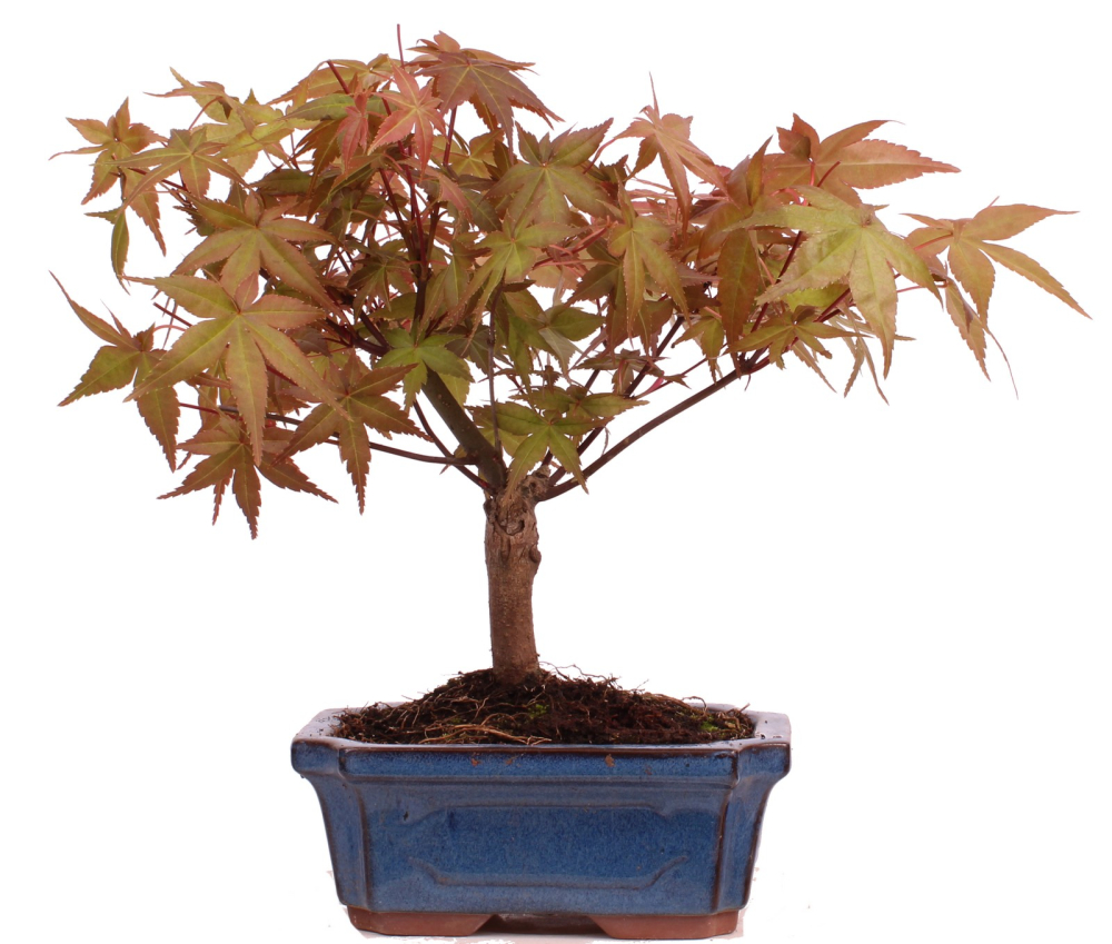 Bonsai - Acer palmatum Deshojo - roter Fächerahorn 228/25