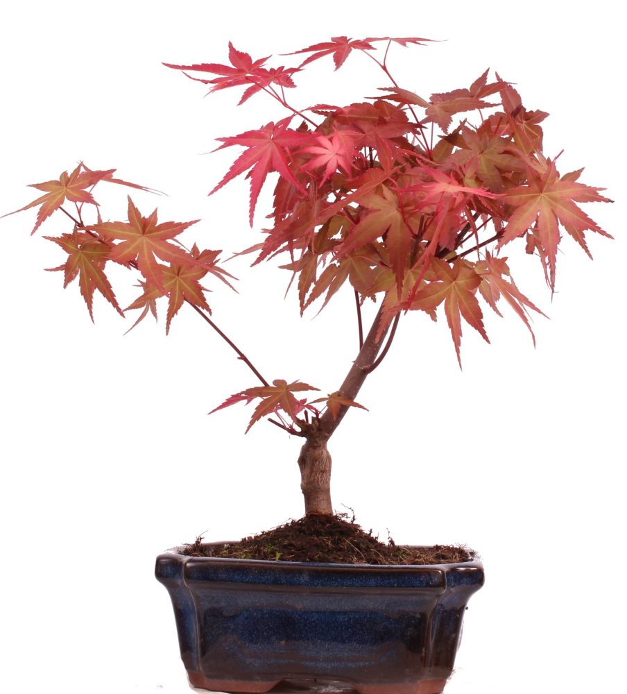 Bonsai - Acer palmatum Deshojo - roter Fächerahorn 228/27