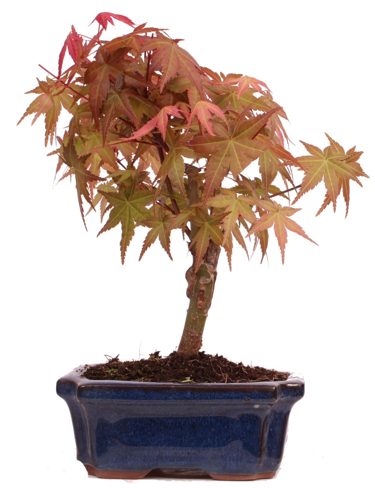 Bonsai - Acer palmatum Deshojo - roter Fächerahorn 228/29