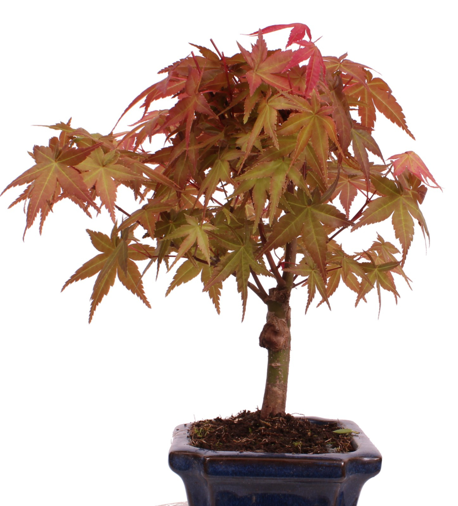 Preview: Bonsai - Acer palmatum Deshojo - roter Fächerahorn 228/29
