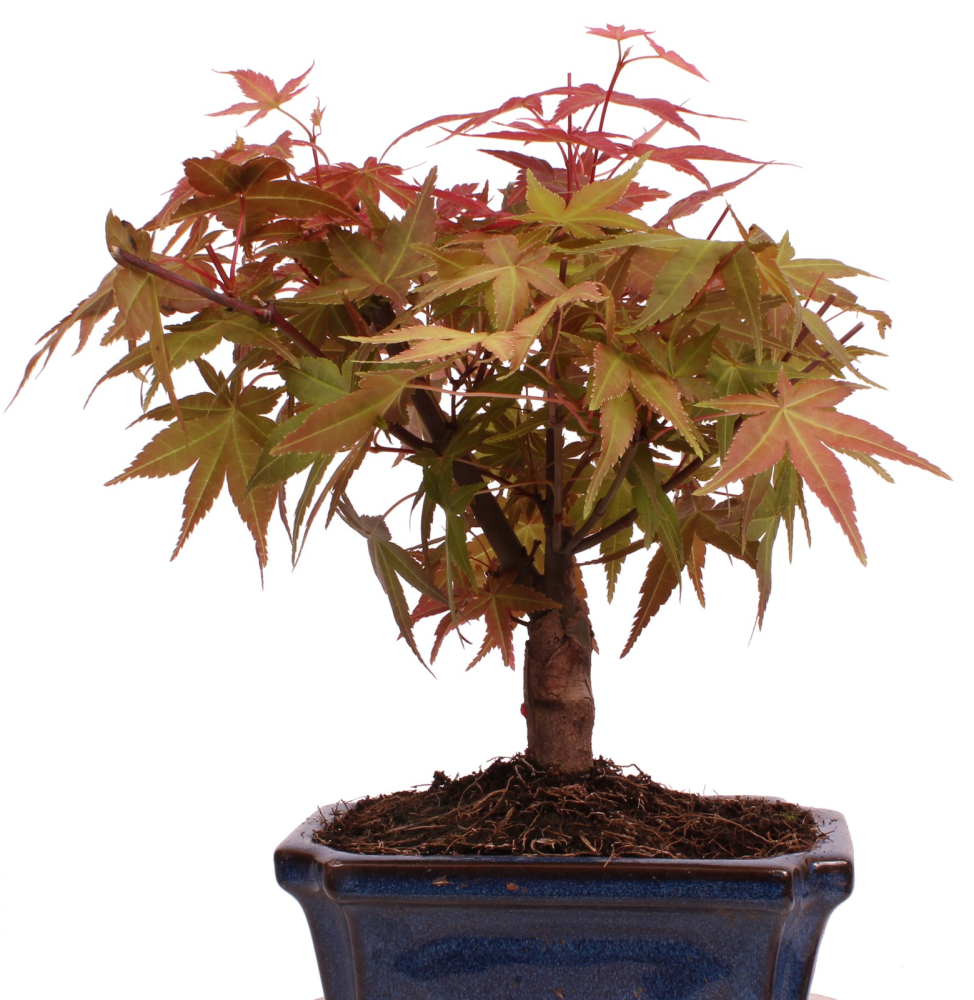 Bonsai - Acer palmatum Deshojo - roter Fächerahorn 228/30