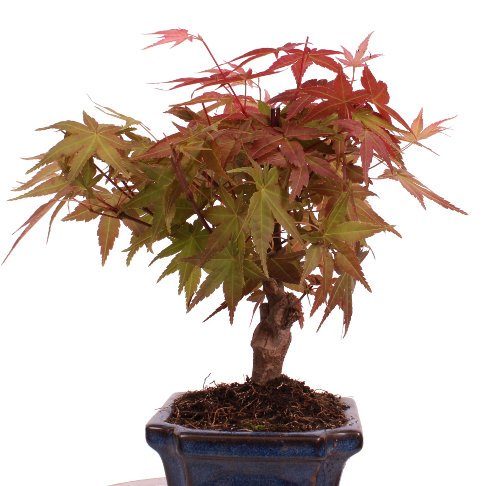 Bonsai - Acer palmatum Deshojo - roter Fächerahorn 228/30