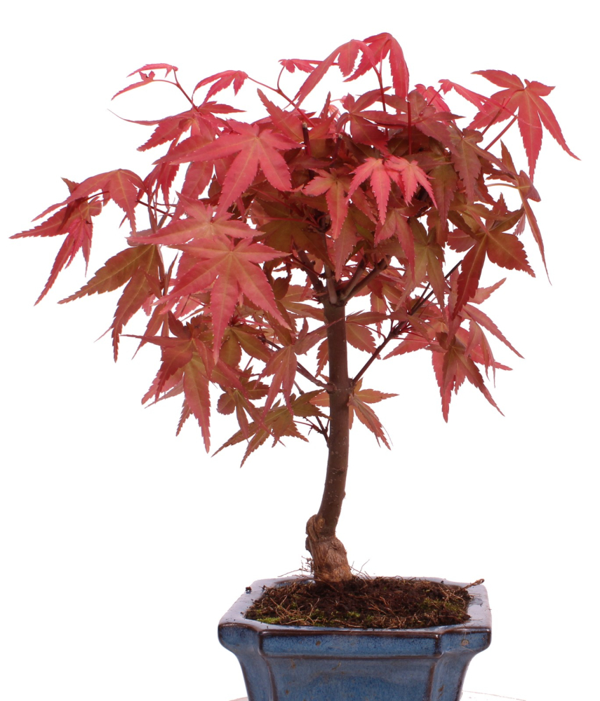 Bonsai - Acer palmatum Deshojo - roter Fächerahorn 228/31