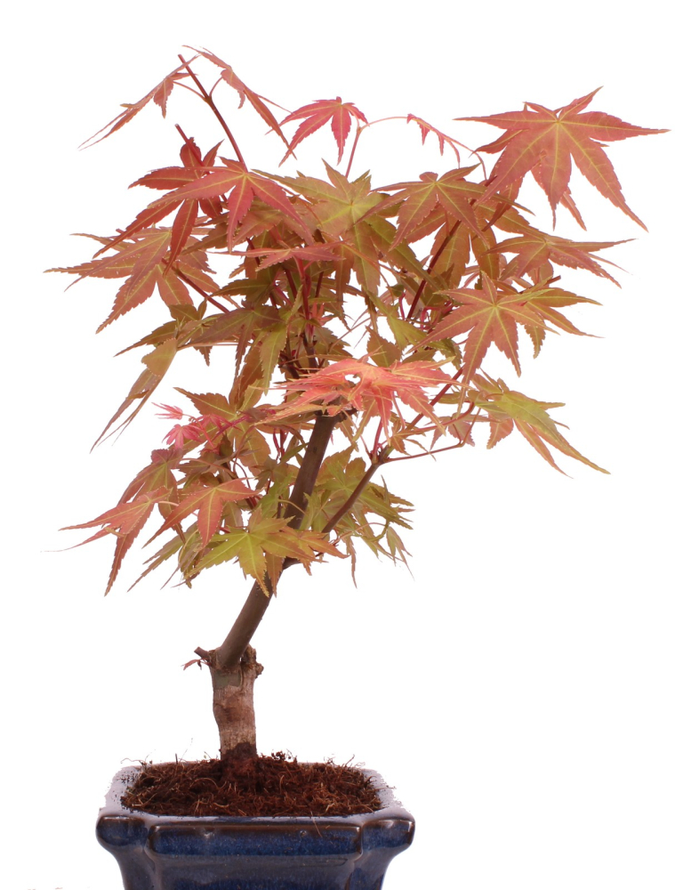 Preview: Bonsai - Acer palmatum Deshojo - roter Fächerahorn 228/33