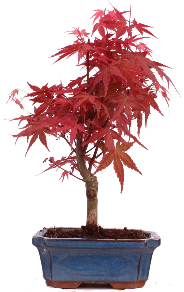 Bonsai - Acer palmatum Deshojo - roter Fächerahorn 228/34