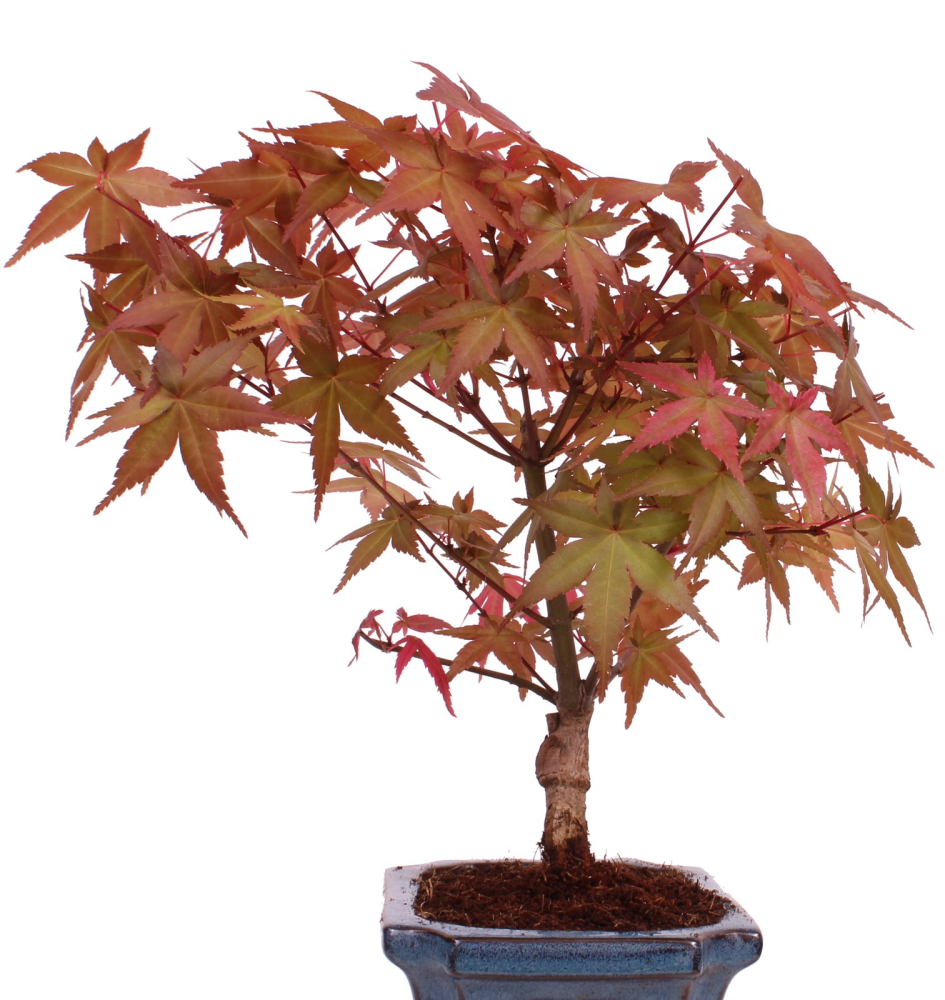 Bonsai - Acer palmatum Deshojo - roter Fächerahorn 228/35