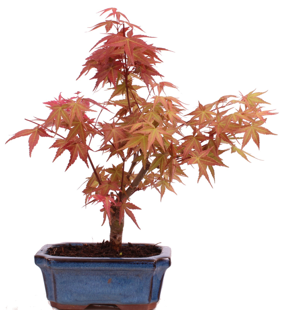 Bonsai - Acer palmatum Deshojo - roter Fächerahorn 228/38