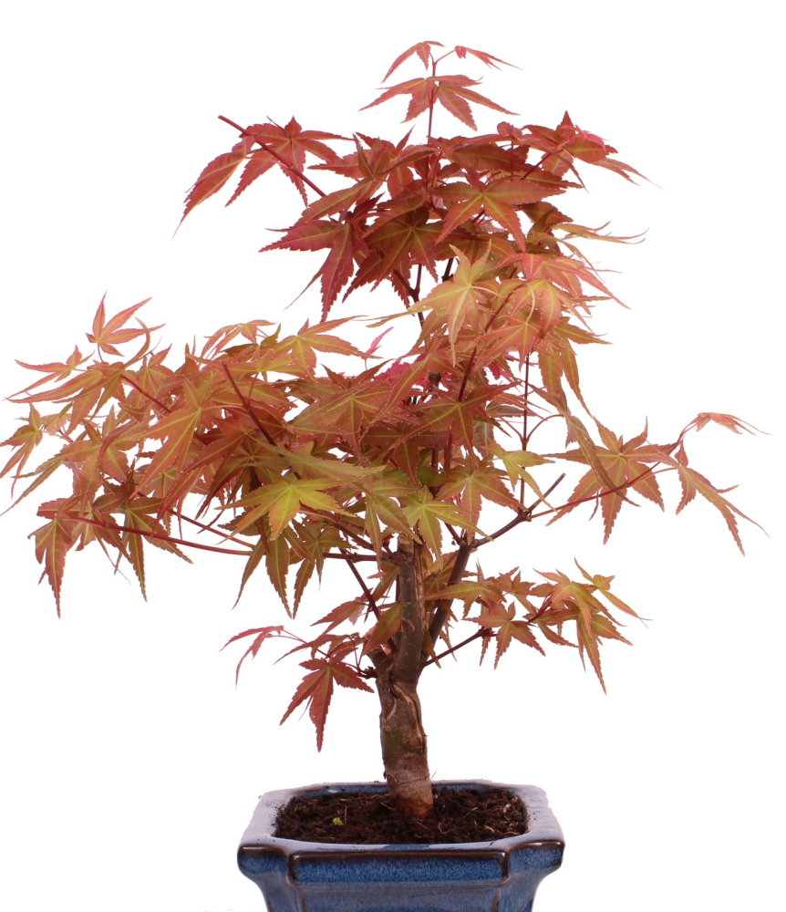 Bonsai - Acer palmatum Deshojo - roter Fächerahorn 228/38