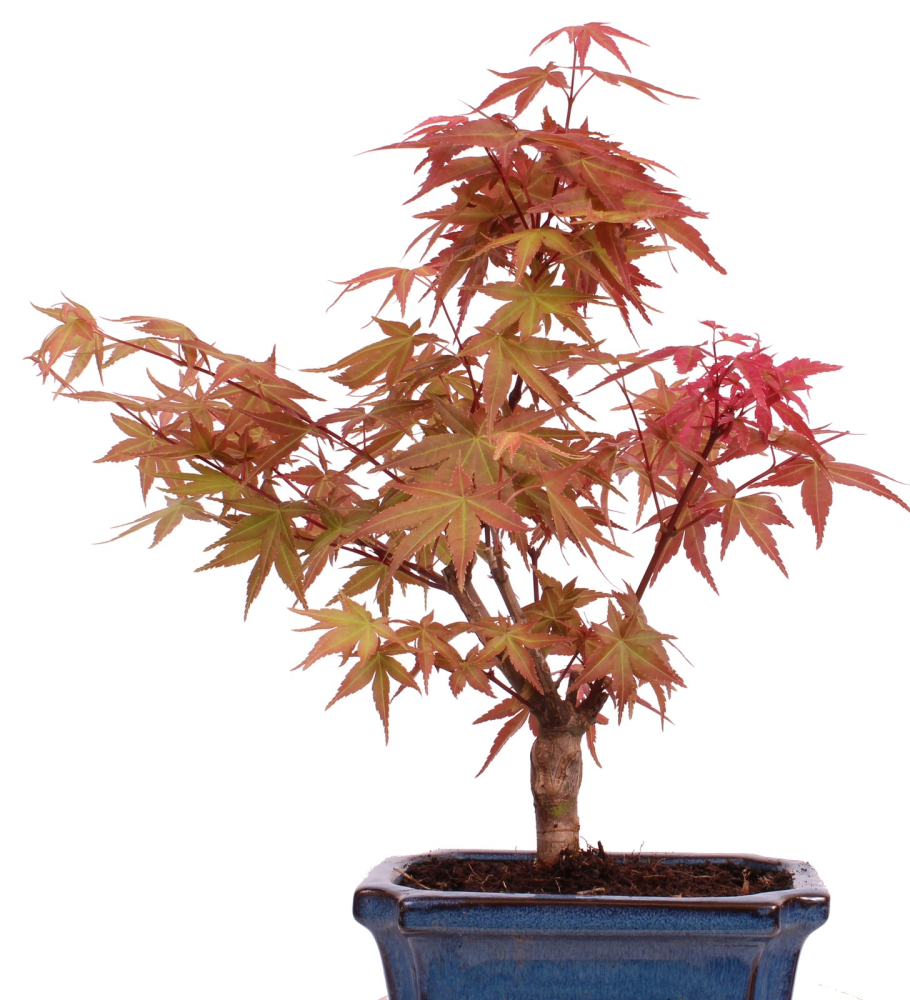 Bonsai - Acer palmatum Deshojo - roter Fächerahorn 228/38