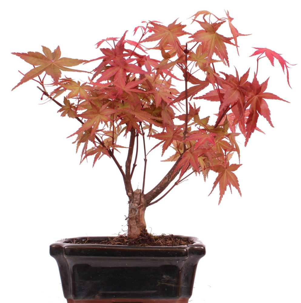 Bonsai - Acer palmatum Deshojo - roter Fächerahorn 228/39