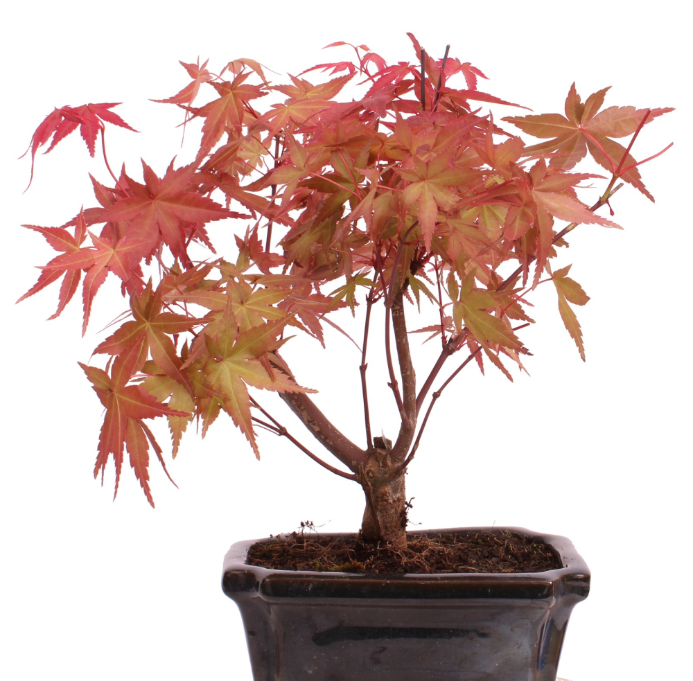Bonsai - Acer palmatum Deshojo - roter Fächerahorn 228/39