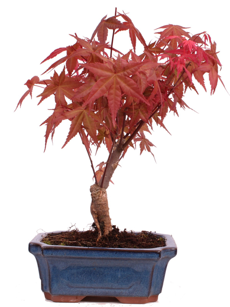 Bonsai - Acer palmatum Deshojo - roter Fächerahorn 228/40