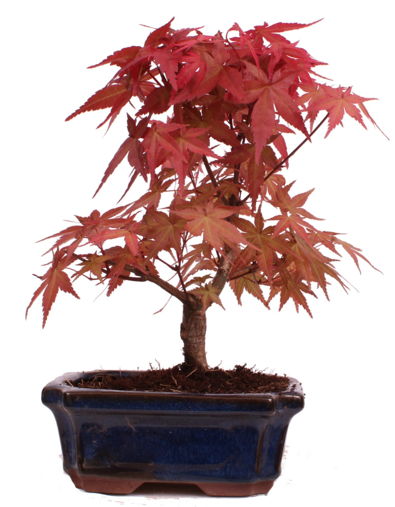 Bonsai - Acer palmatum Deshojo - roter Fächerahorn 228/41