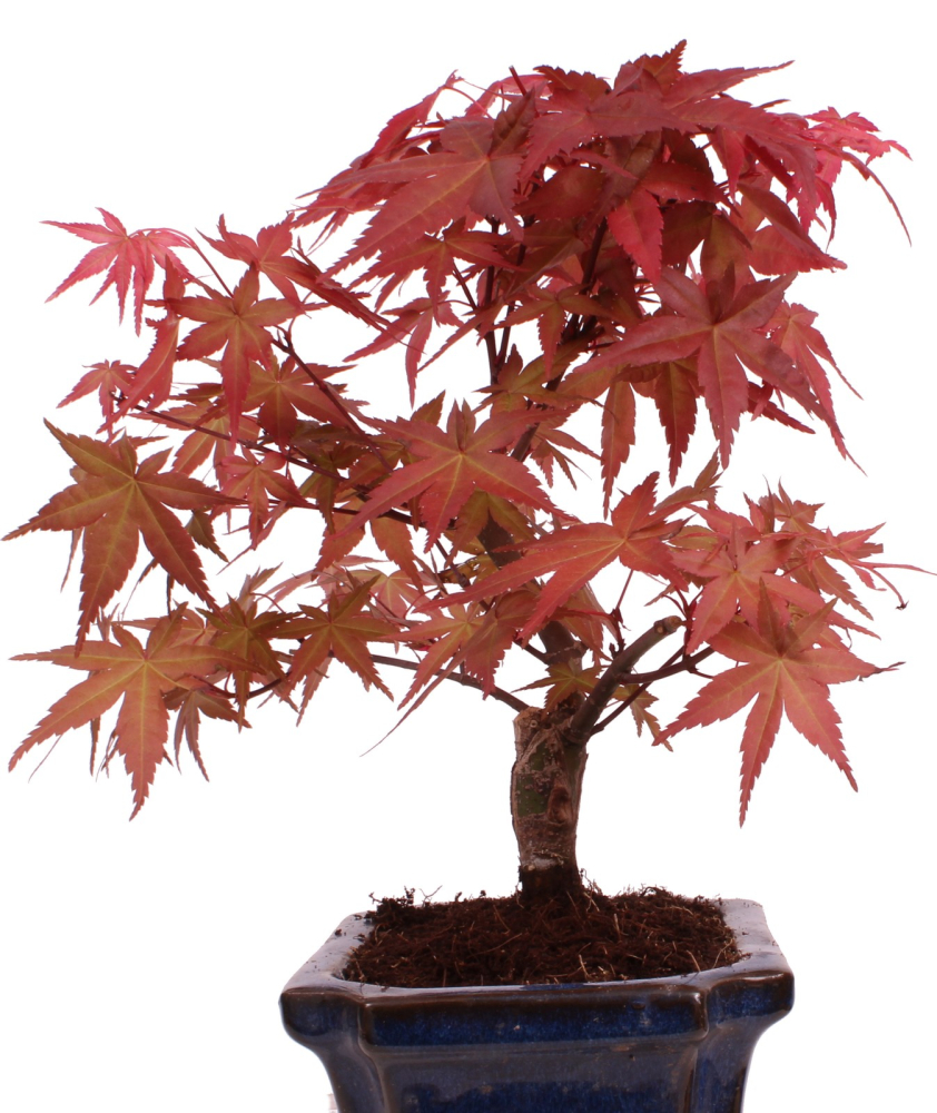 Bonsai - Acer palmatum Deshojo - roter Fächerahorn 228/41