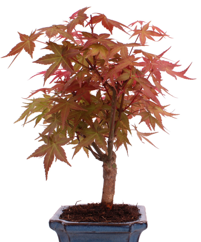 Bonsai - Acer palmatum Deshojo - roter Fächerahorn 228/43