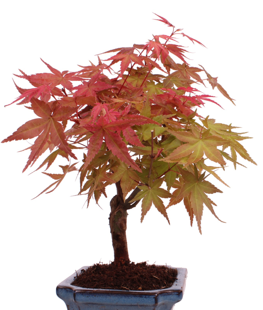 Bonsai - Acer palmatum Deshojo - roter Fächerahorn 228/43