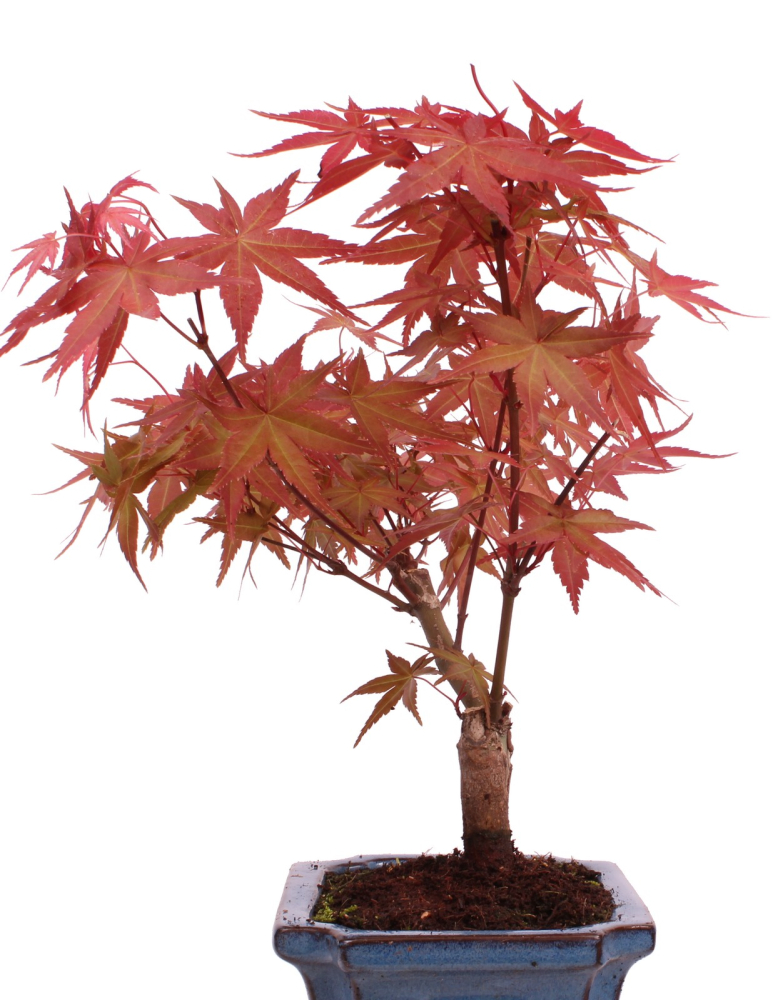 Bonsai - Acer palmatum Deshojo - roter Fächerahorn 228/44