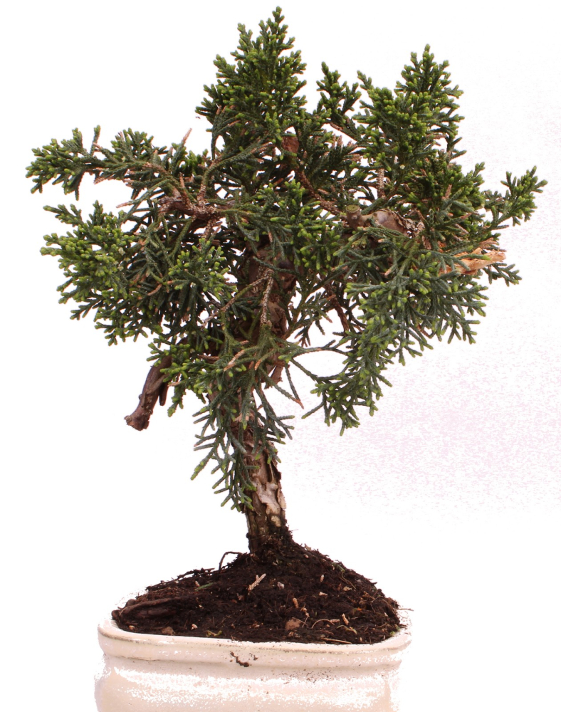 Bonsai - Juniperus chinensis 'Kyushu', Chinesischer Wacholder 228/46