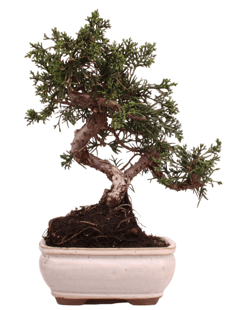 Bonsai - Juniperus chinensis 'Kyushu', Chinesischer Wacholder 228/48