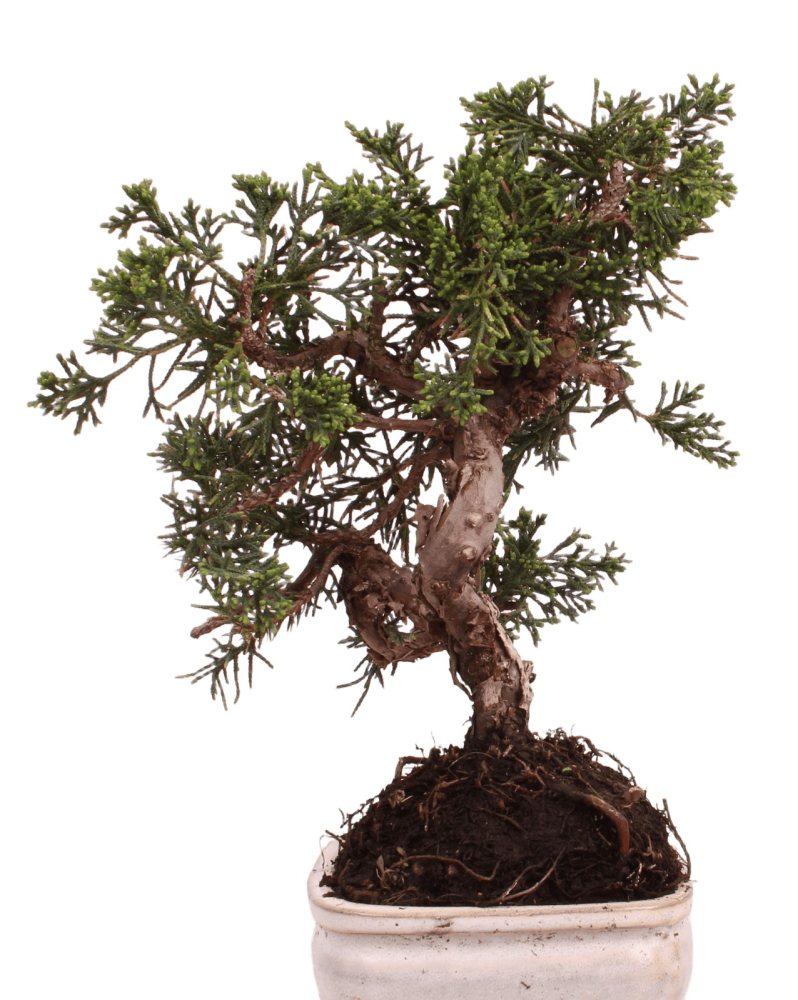 Bonsai - Juniperus chinensis 'Kyushu', Chinesischer Wacholder 228/48