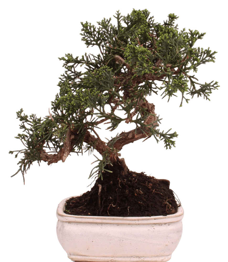 Bonsai - Juniperus chinensis 'Kyushu', Chinesischer Wacholder 228/48